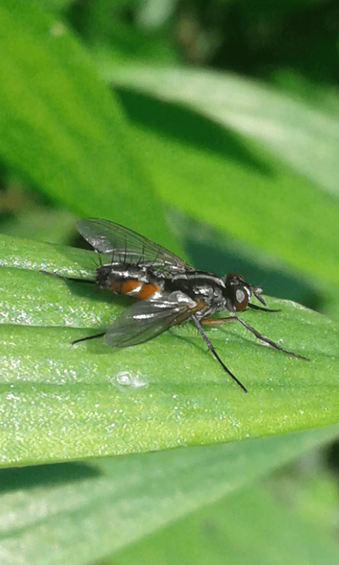 Tachinidae : Mintho sp.?  S, Mintho rufiventris